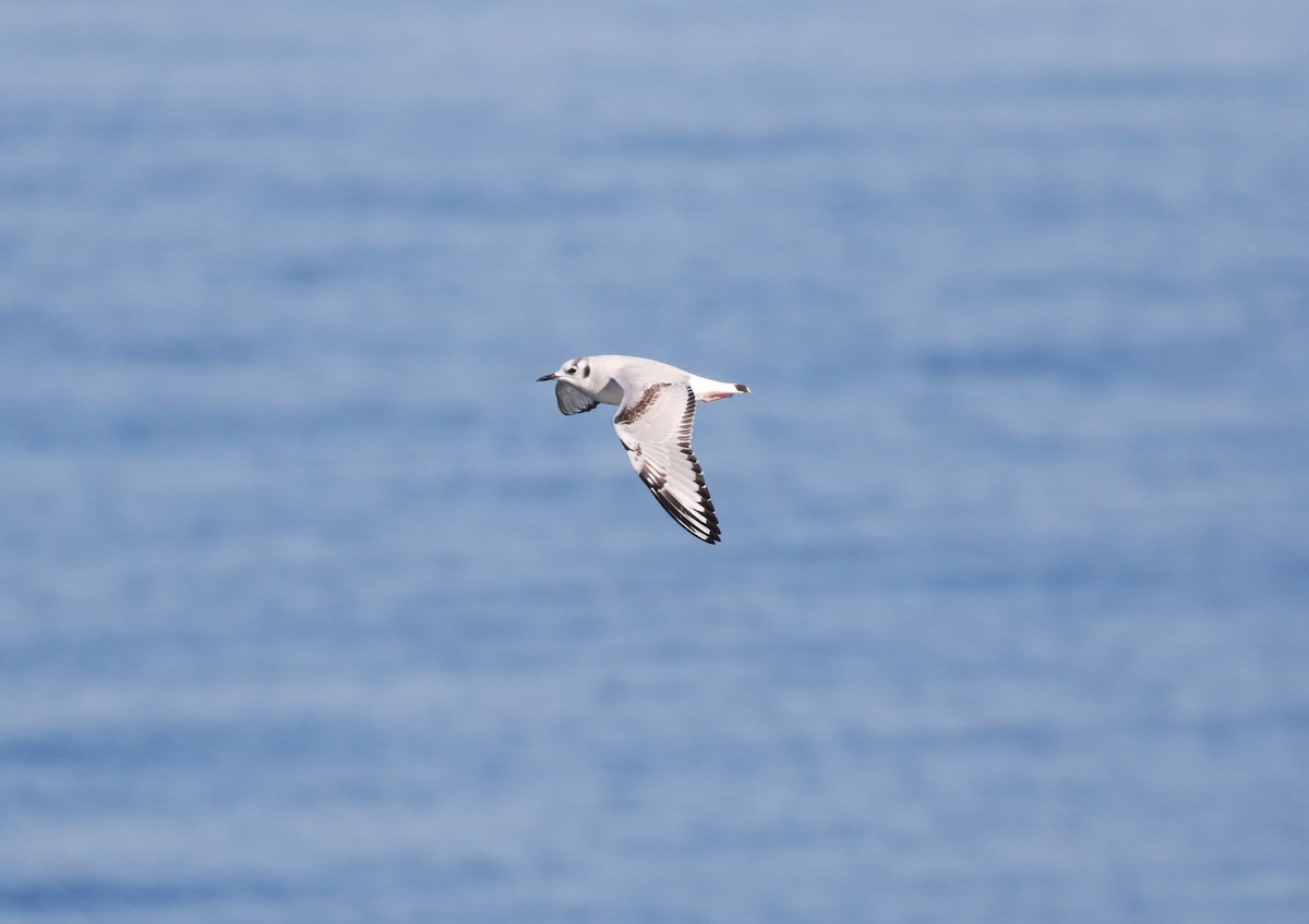 Bonaparte's Gull - ML645093379