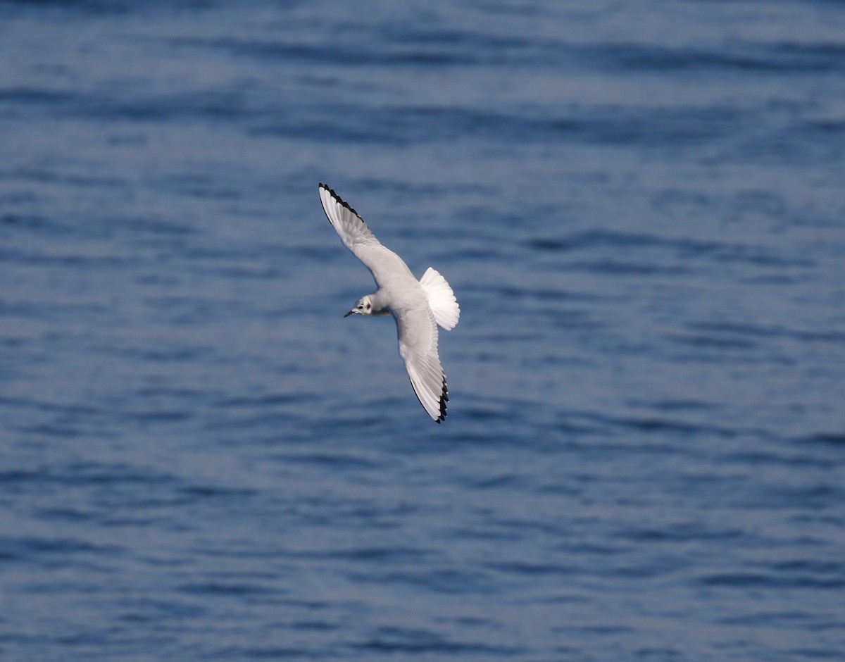 Bonaparte's Gull - ML645093380