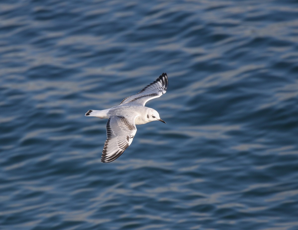 Bonaparte's Gull - ML645093381