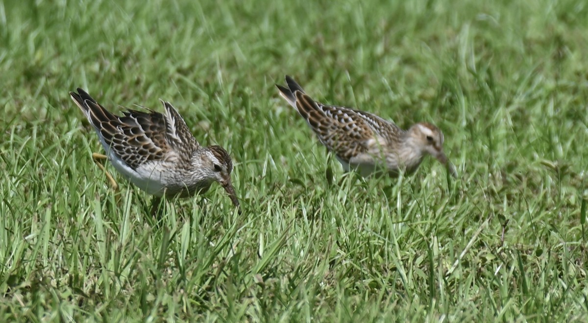Pectoral Sandpiper - ML645093390