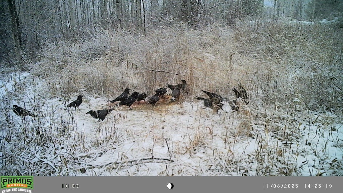 American Crow - ML645093393