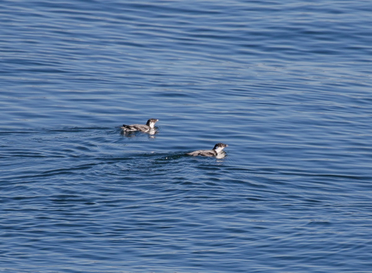 Ancient Murrelet - ML645093394