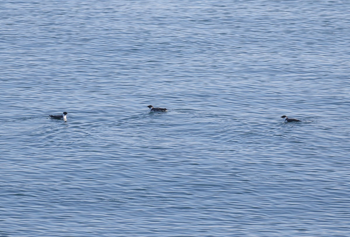 Ancient Murrelet - ML645093395