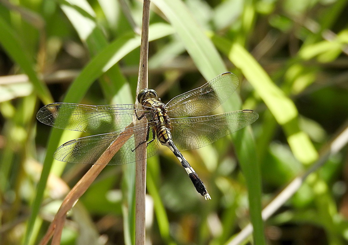 Slender Skimmer - ML645093400