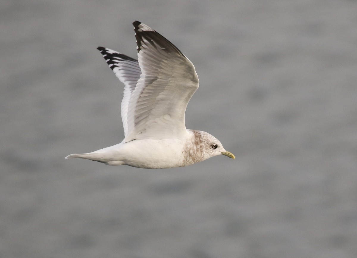 Short-billed Gull - ML645093403