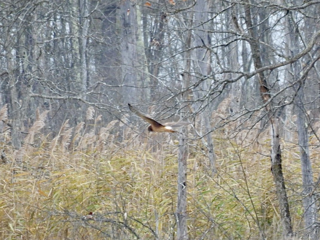 Лунь американський - ML645093407