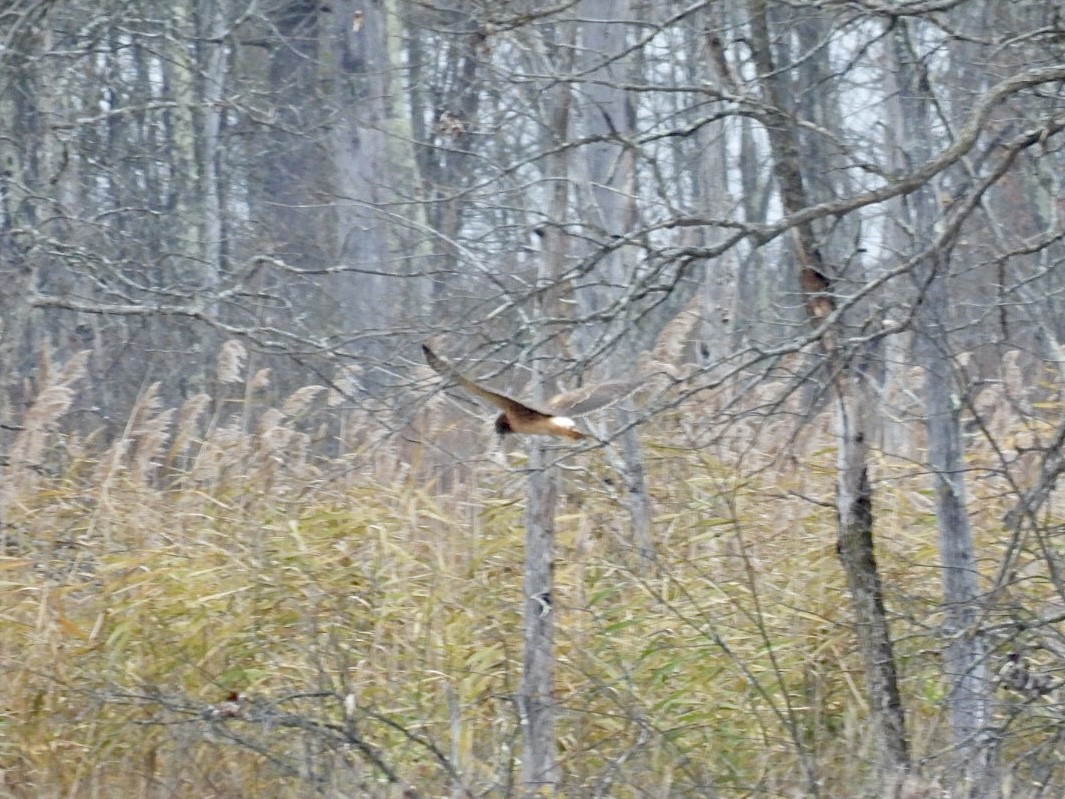 Лунь американський - ML645093408