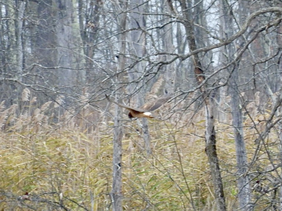 Лунь американський - ML645093410