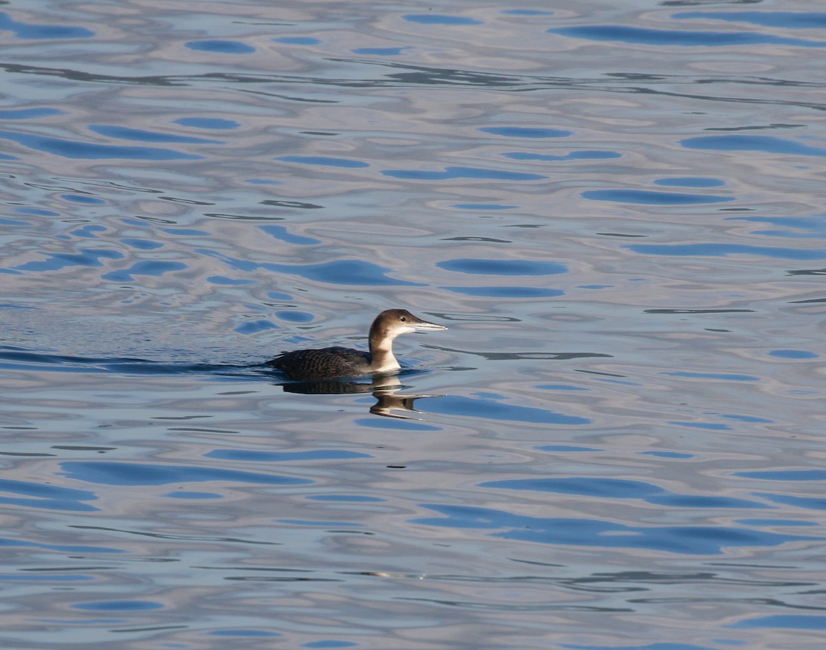 Common Loon - ML645093411