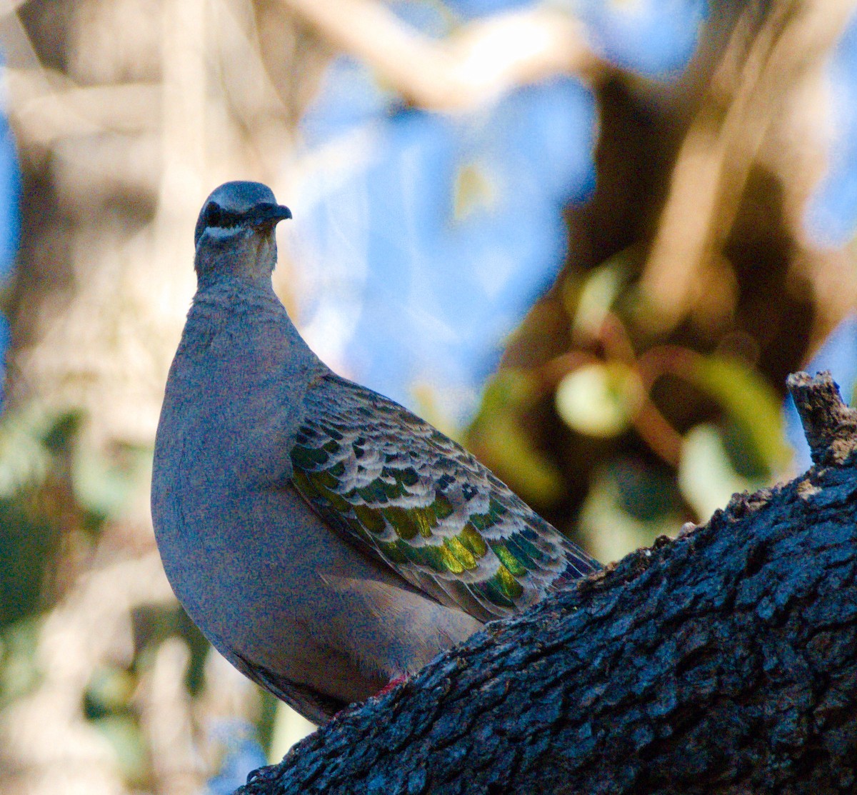 Common Bronzewing - ML645093412