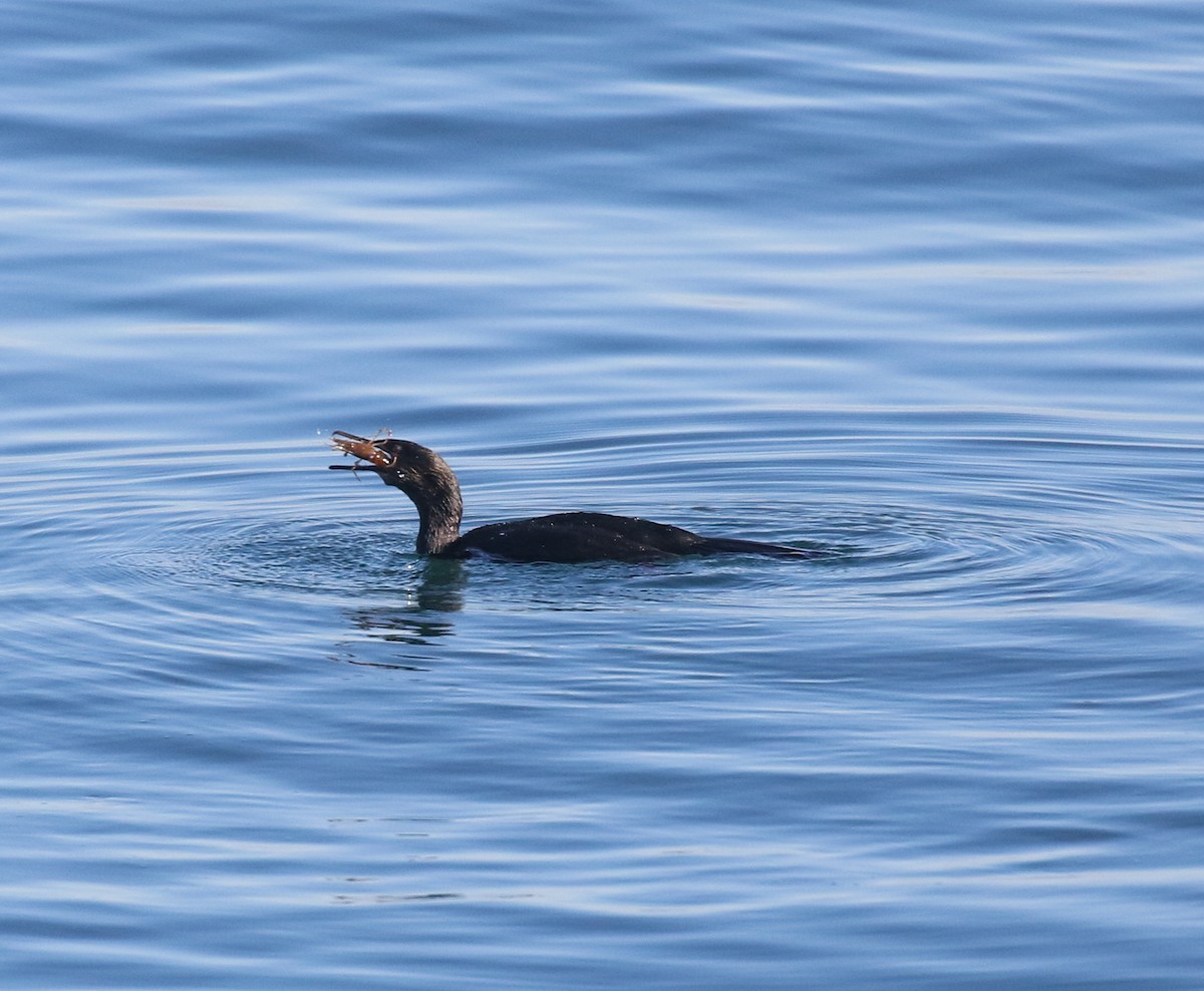 Pelagic Cormorant - ML645093413