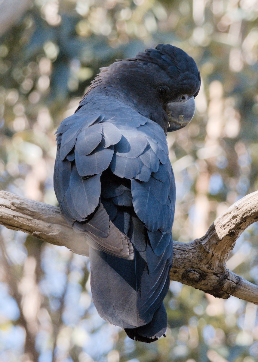 Red-tailed Black-Cockatoo - ML645093415