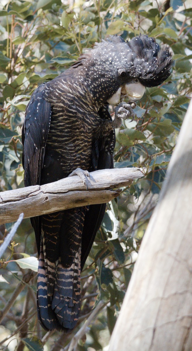 Red-tailed Black-Cockatoo - ML645093417