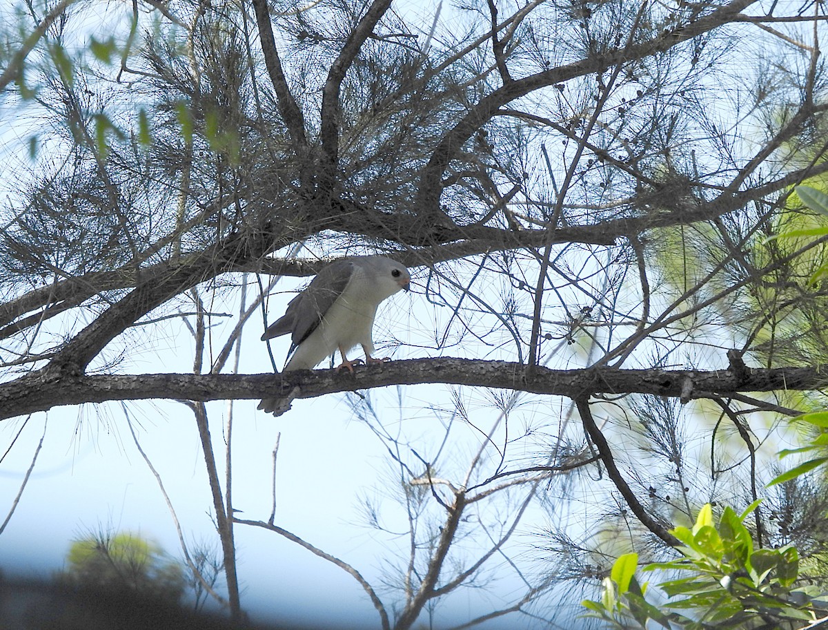 jestřáb proměnlivý - ML645093421