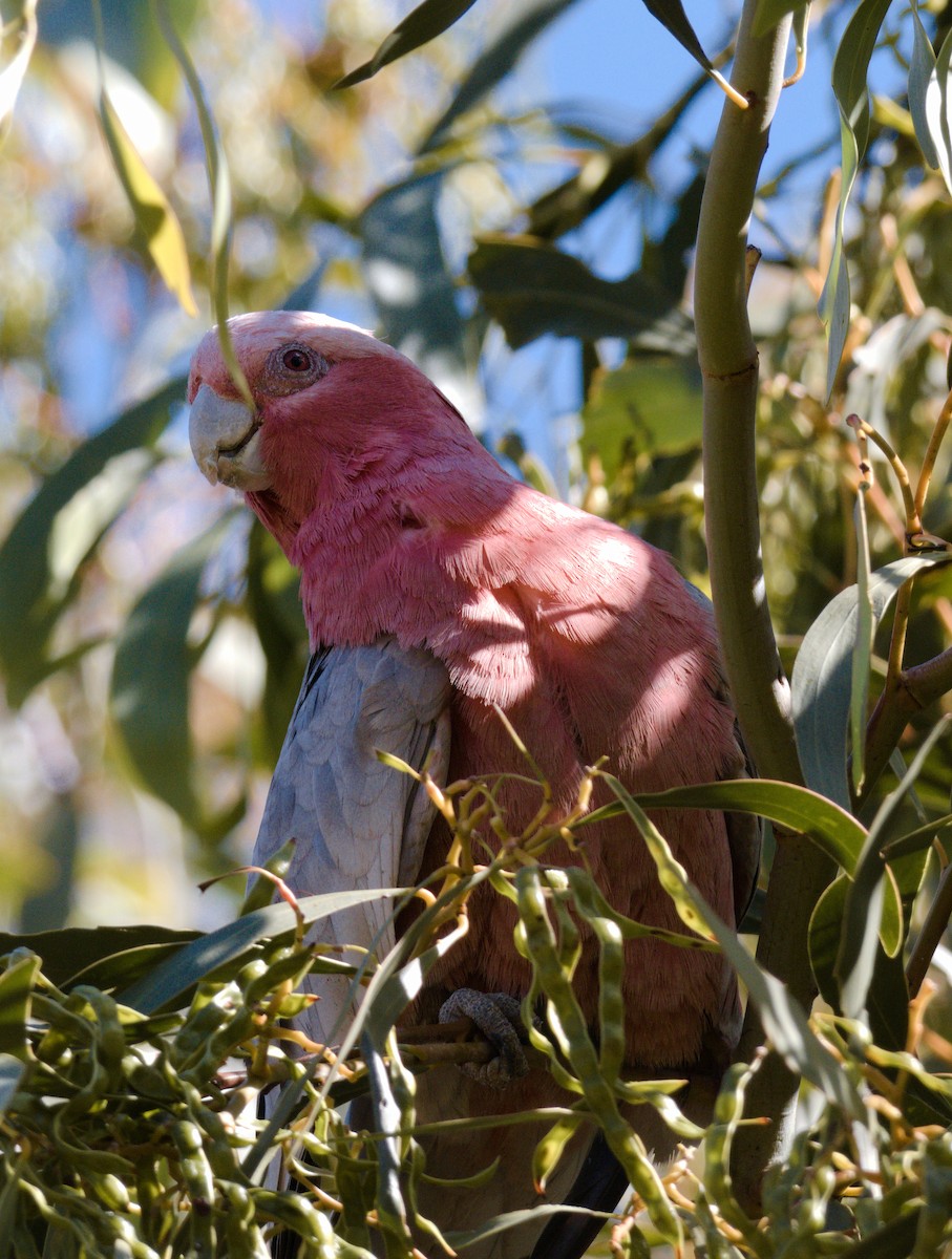 Galah - ML645093422