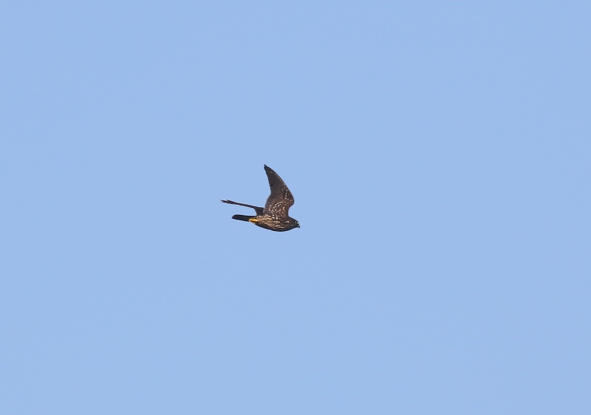 Merlin - ML645093423