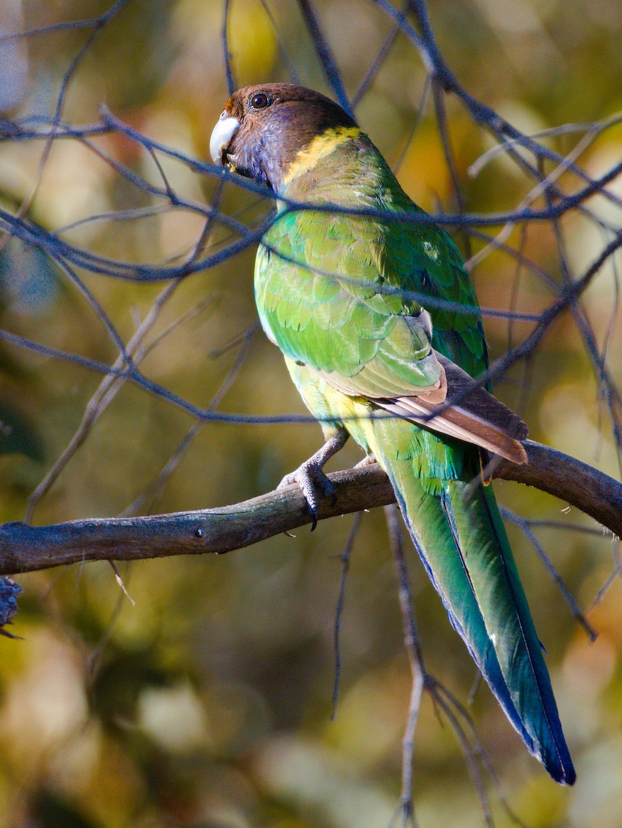 Australian Ringneck - ML645093427