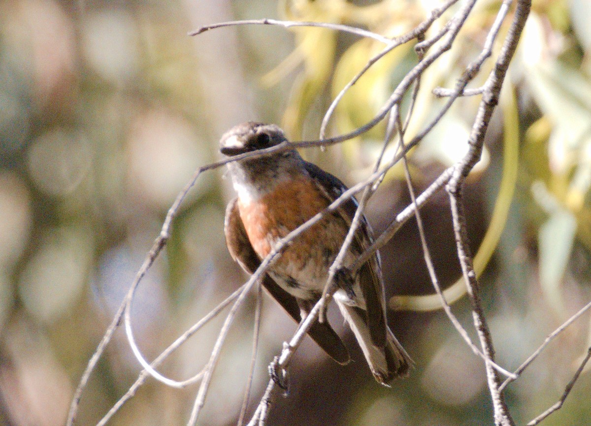 Scarlet Robin - ML645093431