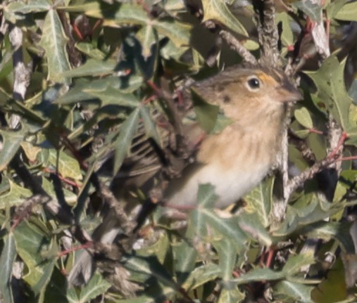 Grasshopper Sparrow - ML645093434