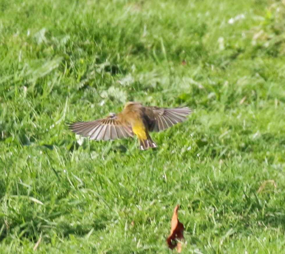 Palm Warbler - ML645093437