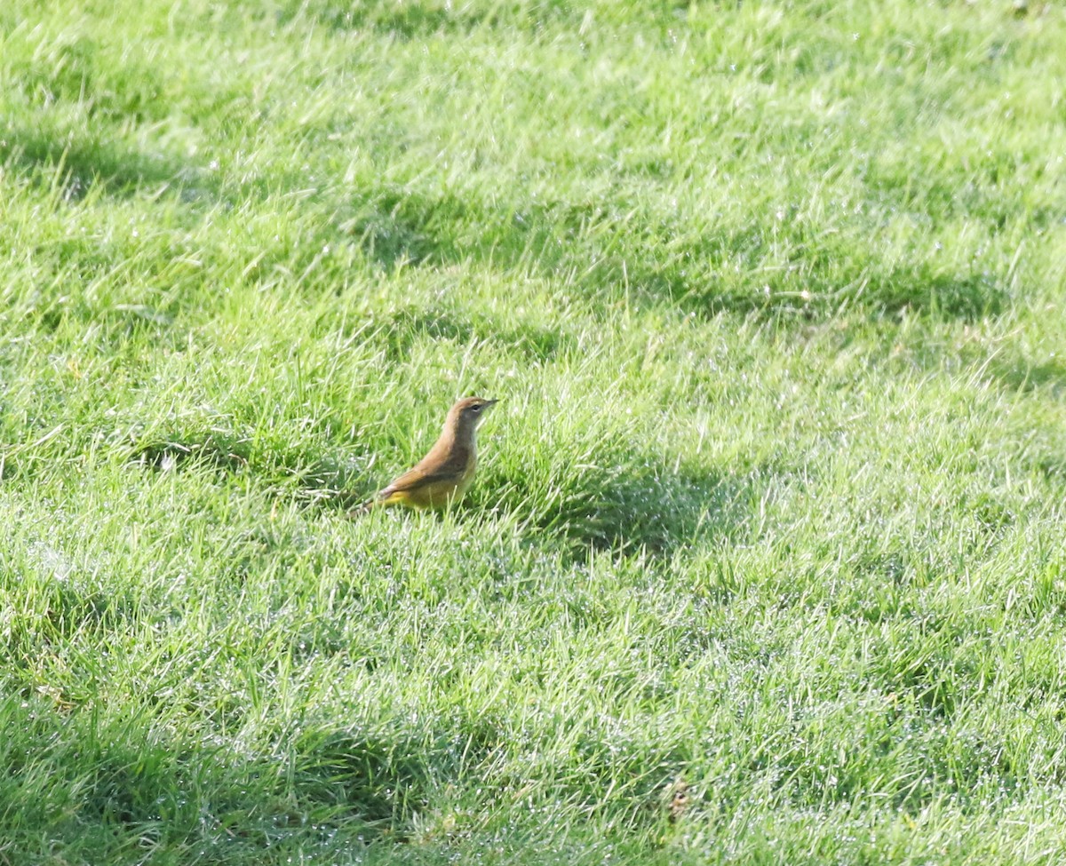 Palm Warbler - ML645093439