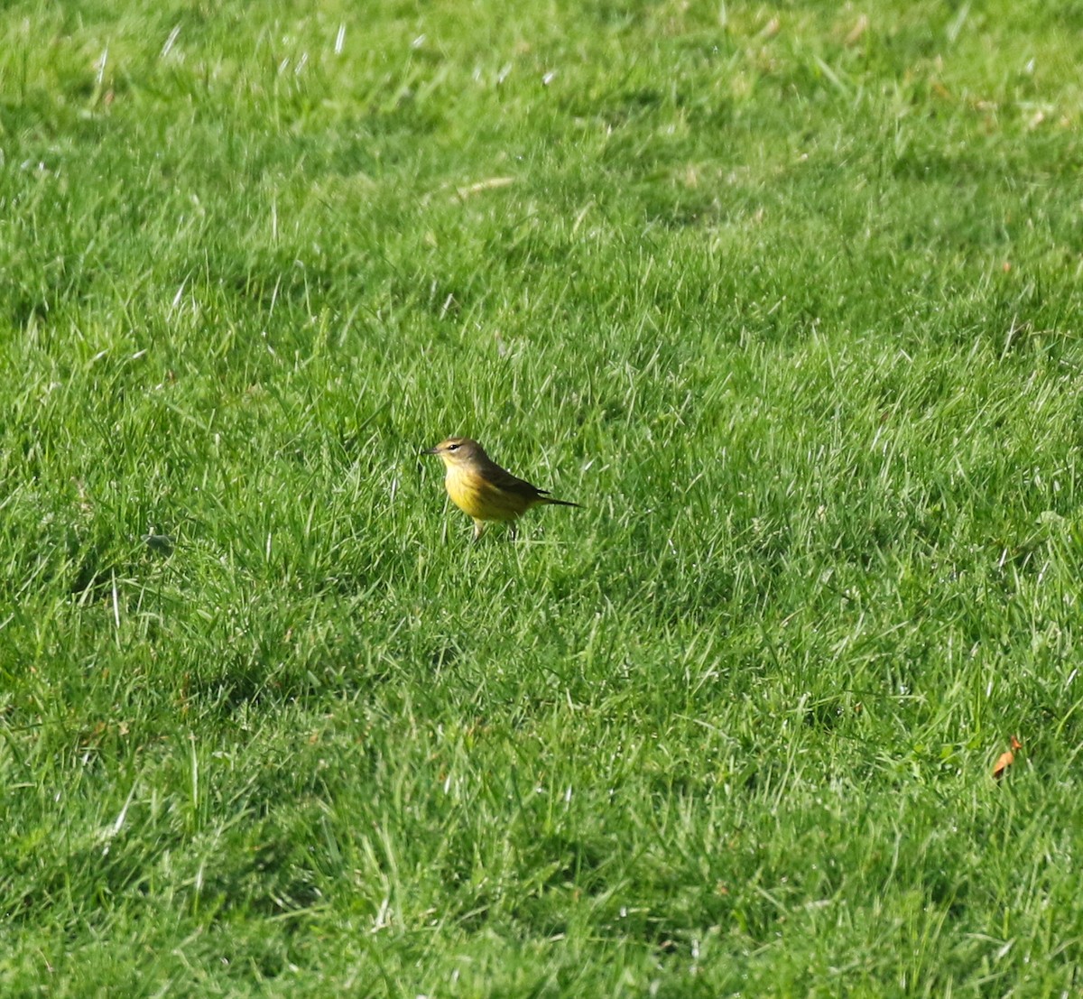 Palm Warbler - ML645093440