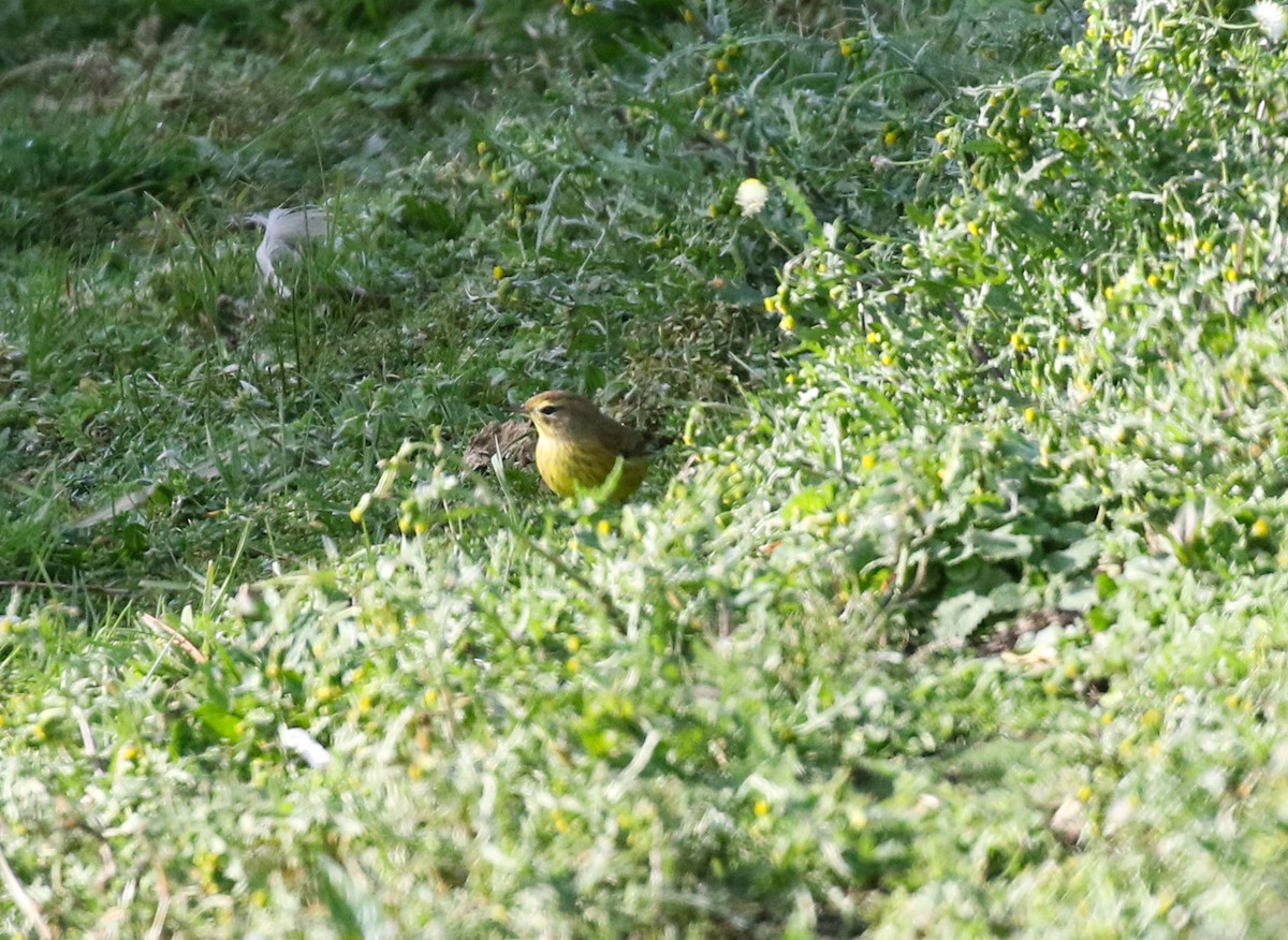 Palm Warbler - ML645093441