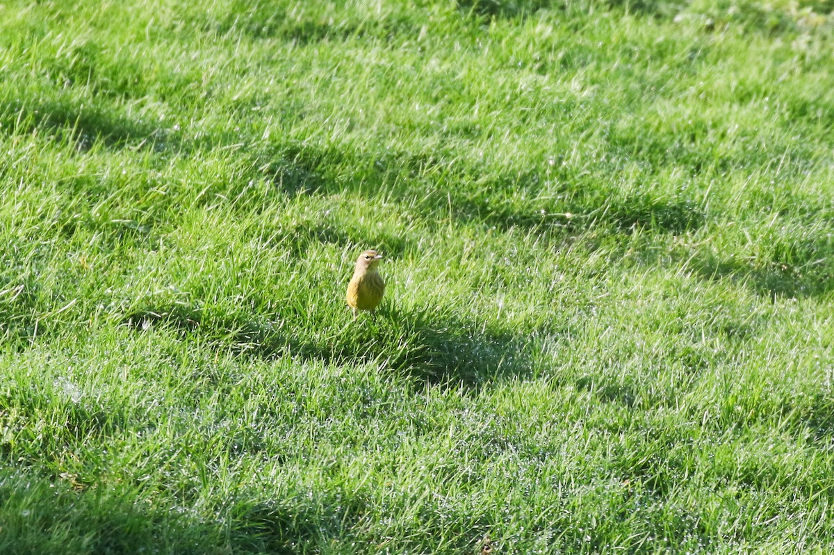 Palm Warbler - ML645093442