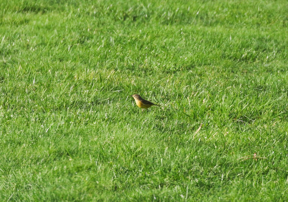 Palm Warbler - ML645093443