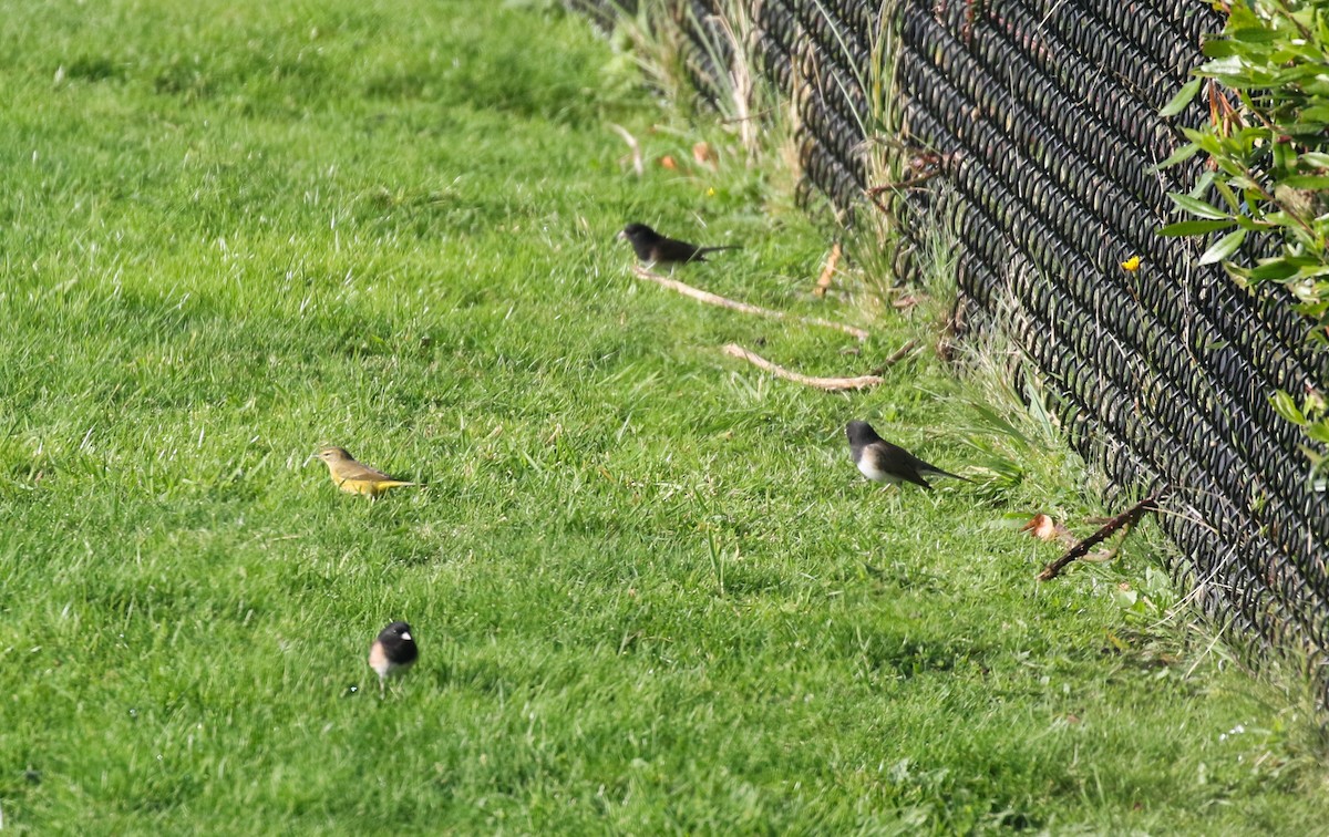 Palm Warbler - ML645093444