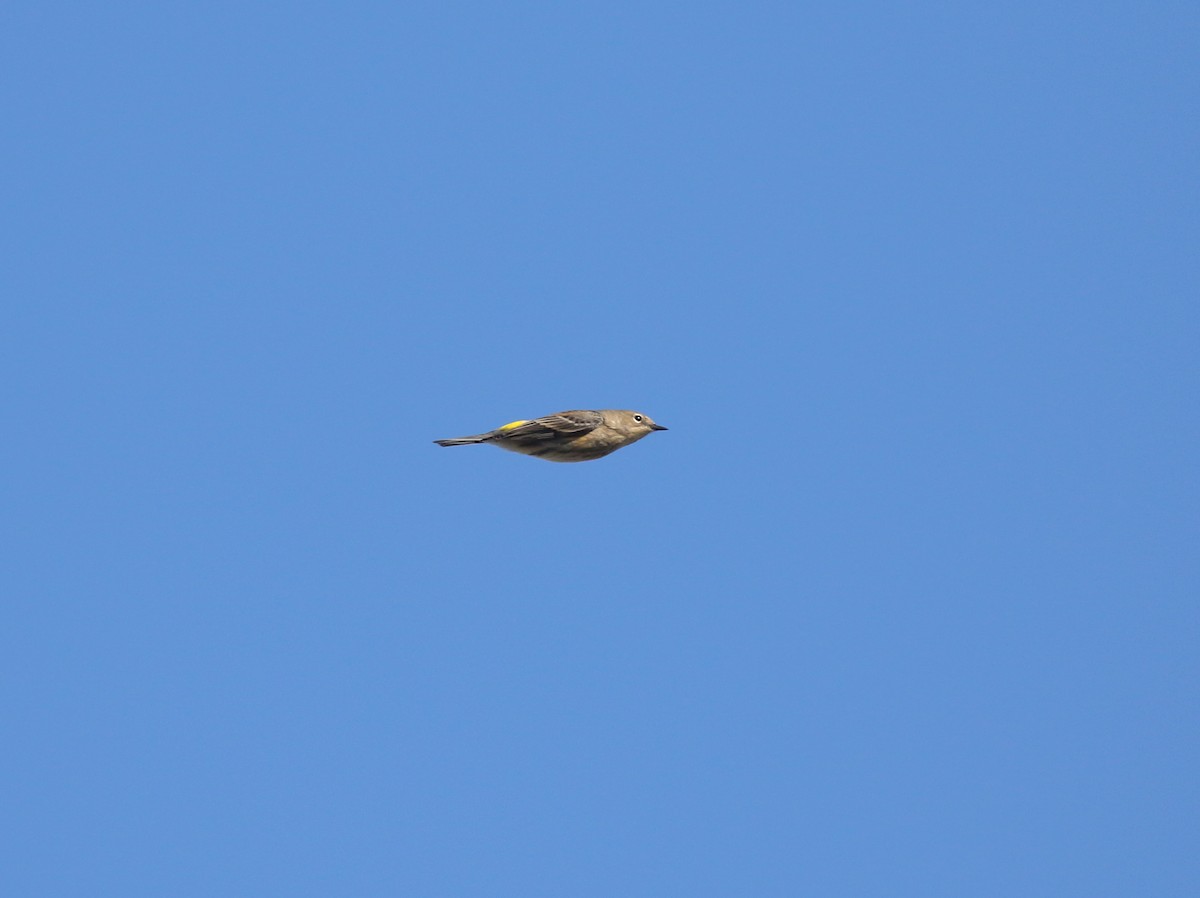 Yellow-rumped Warbler - ML645093448