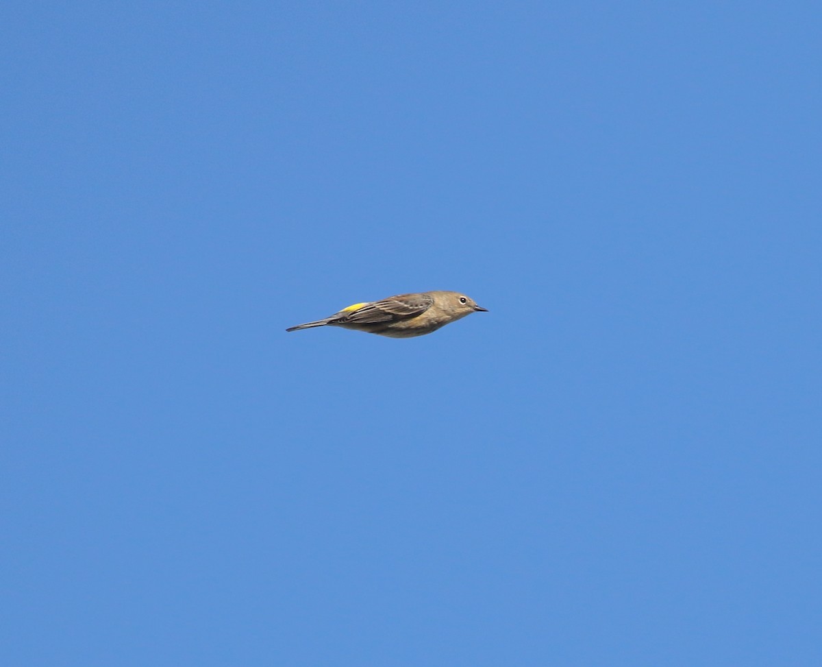 Yellow-rumped Warbler - ML645093449