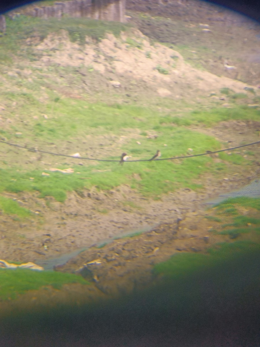 Uhalde-enara arrunta - ML645093453