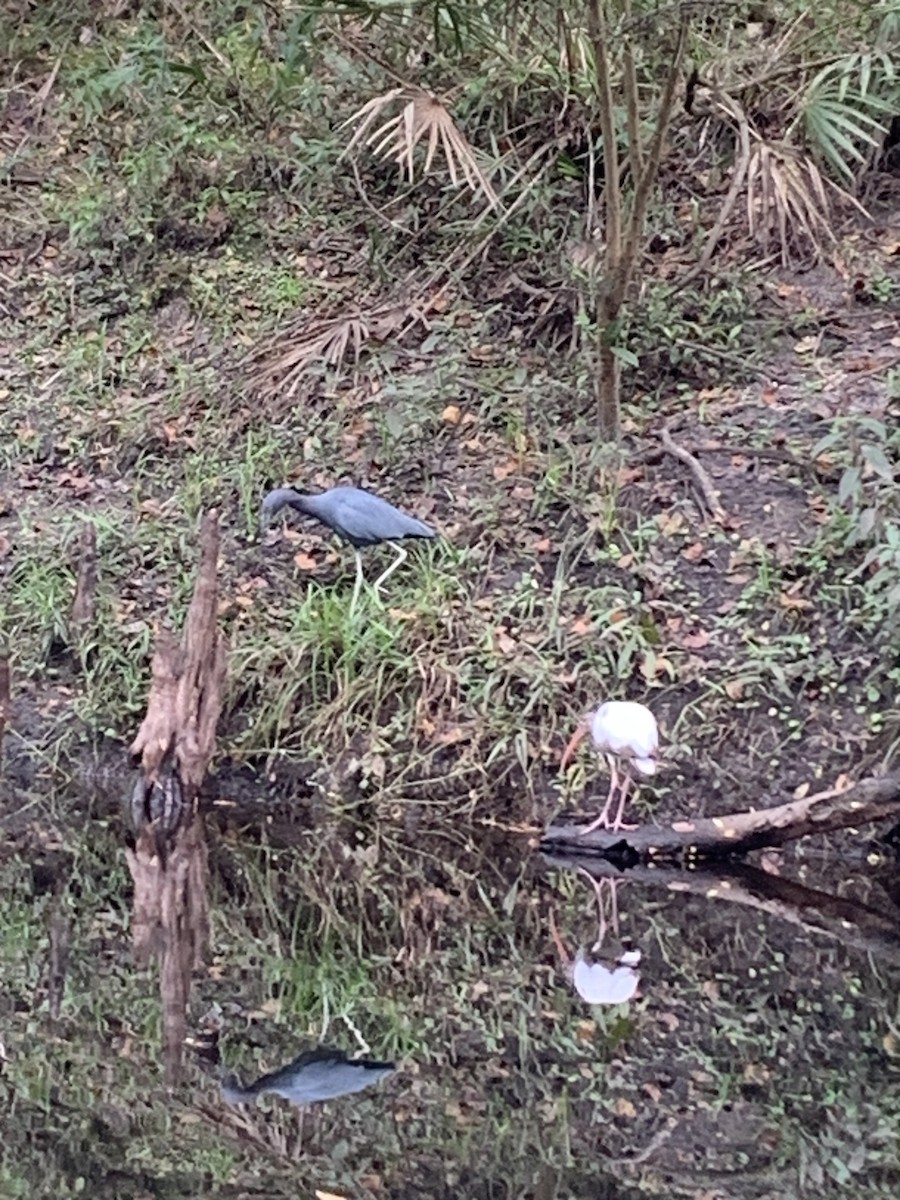 Ak Aynak - ML645093458