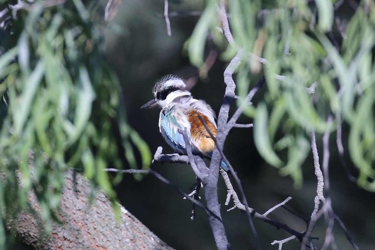 Rotbürzelliest - ML645093465