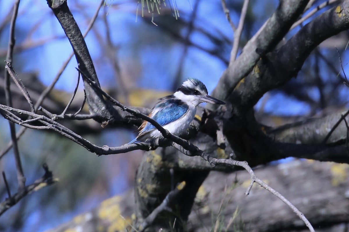 Rotbürzelliest - ML645093466