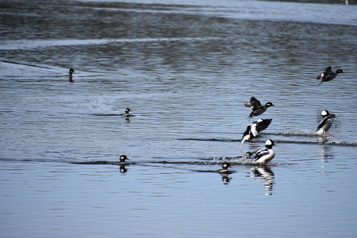 Гоголь-головастик - ML645093472