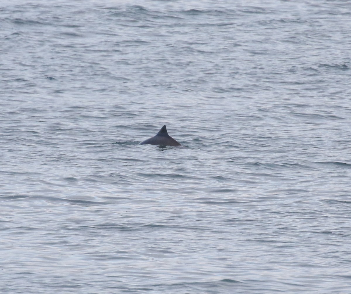 Harbour Porpoise - ML645093483