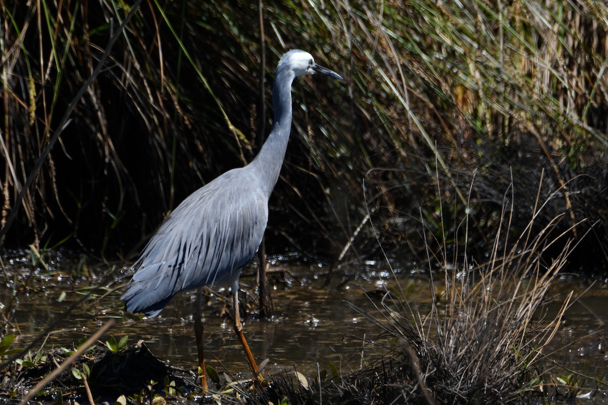 White-faced Heron - ML645093486