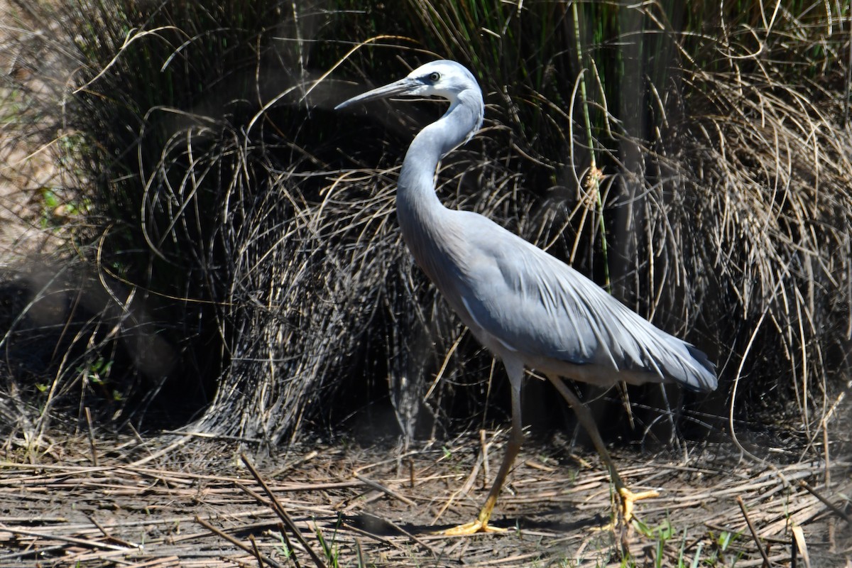 White-faced Heron - ML645093487