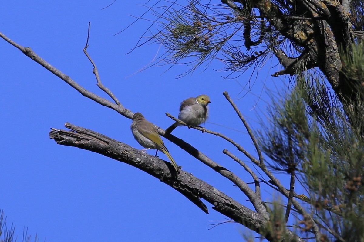White-plumed Honeyeater - ML645093488