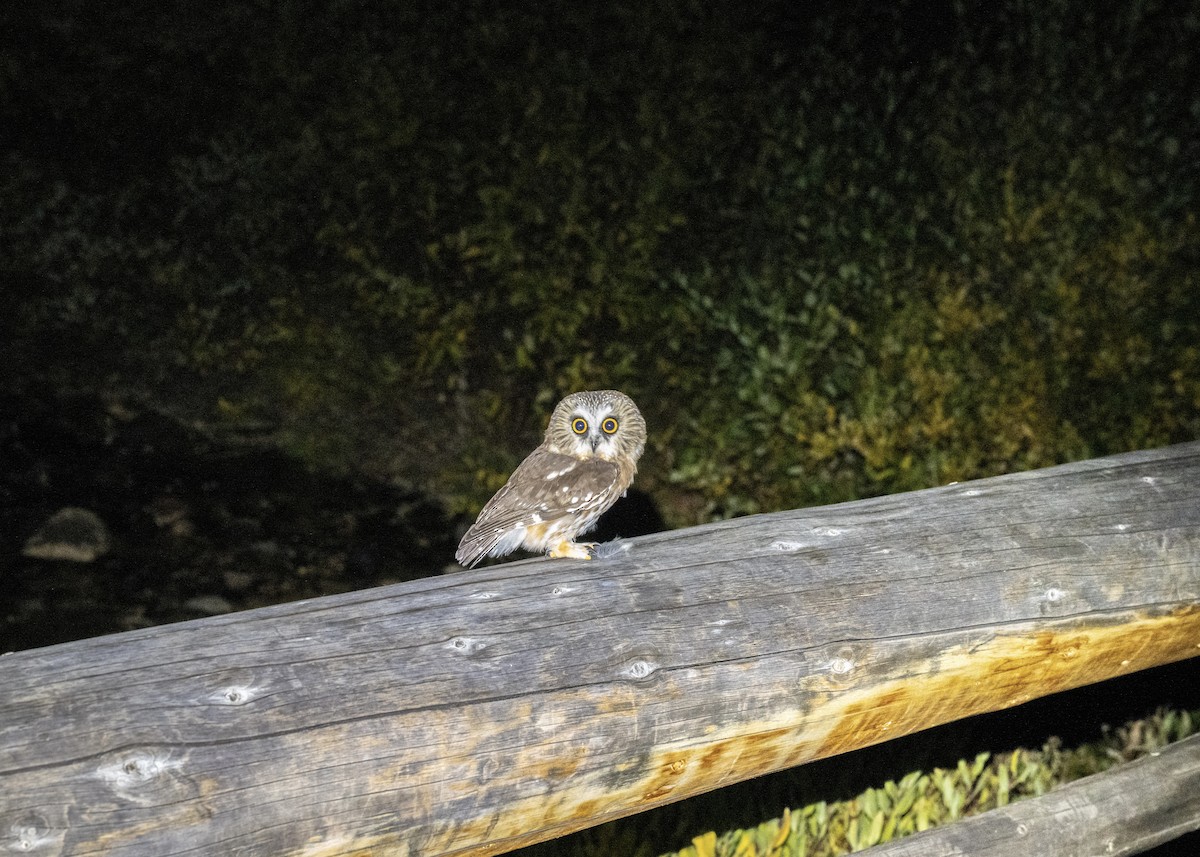 Kızıl Benekli Baykuş - ML645093495