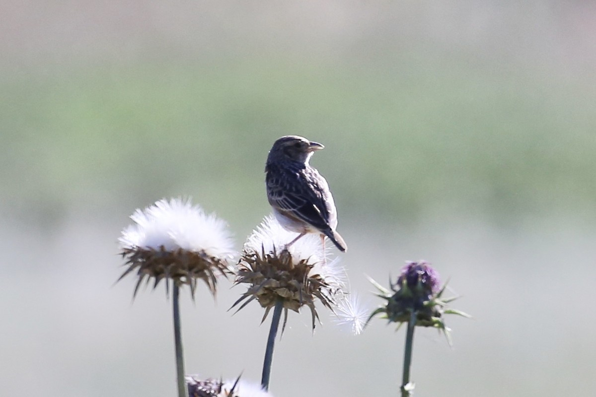 Alondra de Java (grupo javanica) - ML645093497