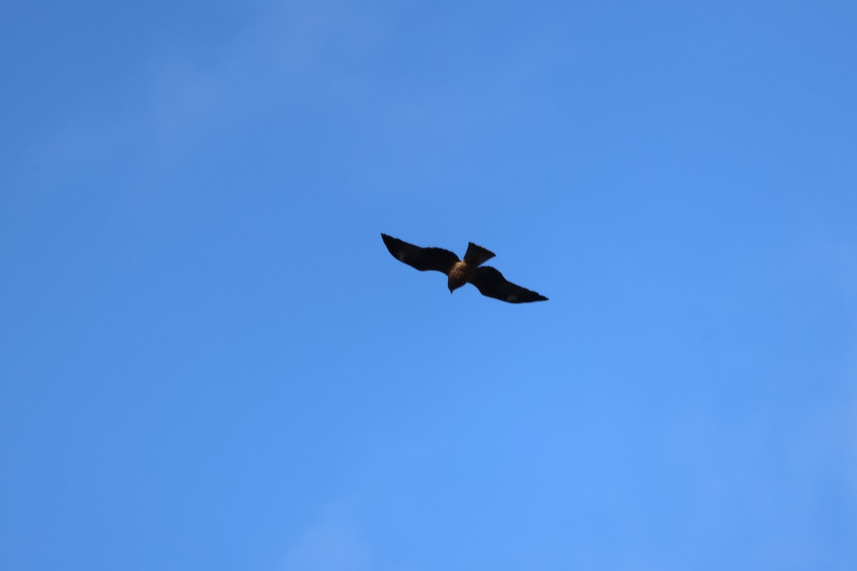 黑鳶 - ML645093502