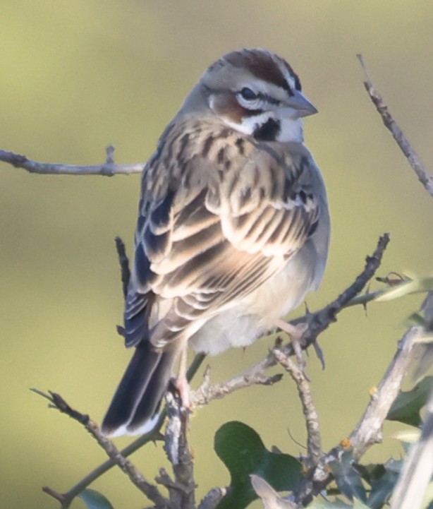Lark Sparrow - ML645093509