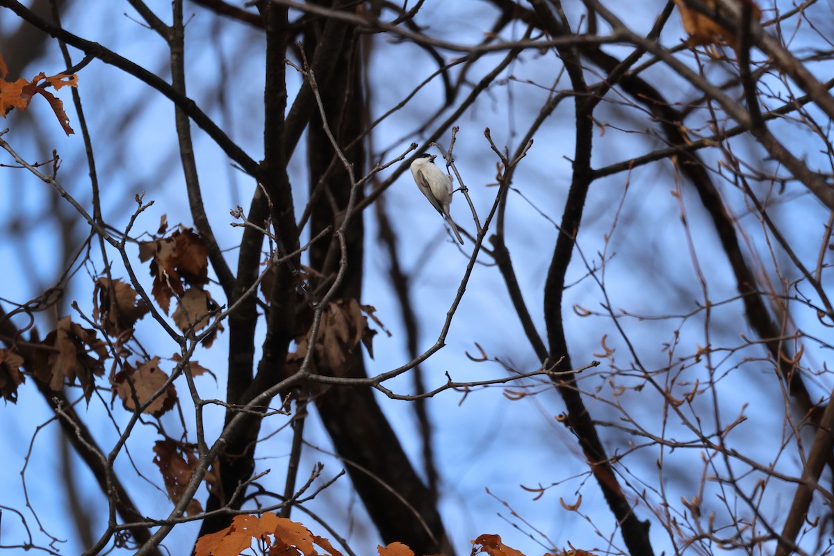 Marsh Tit - ML645093512