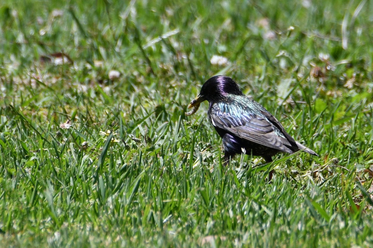 Шпак звичайний - ML645093514