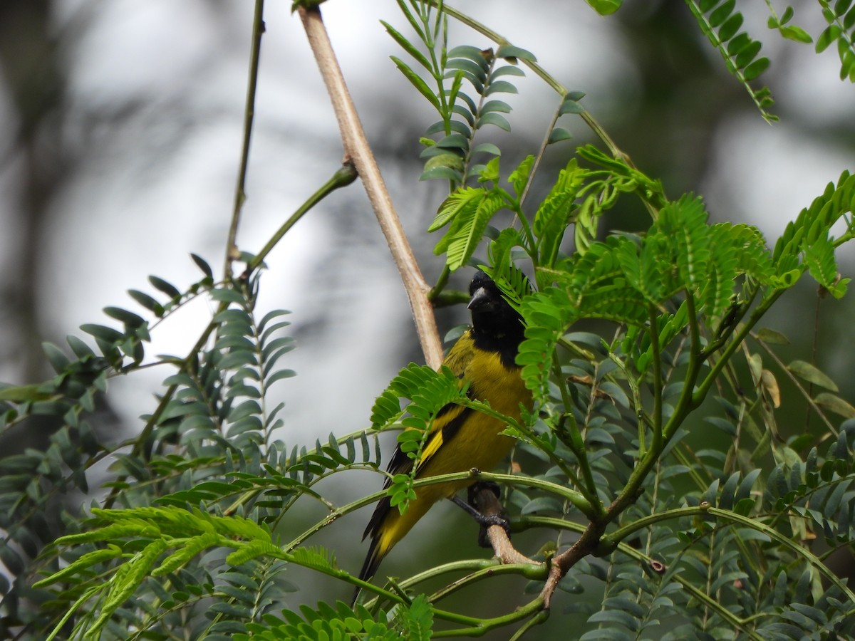 Hooded Siskin - ML645093517