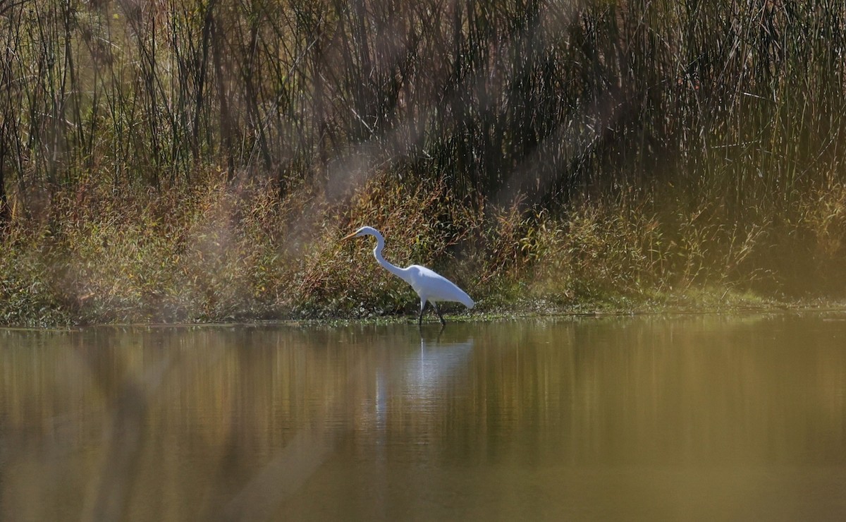 Koartza zuria - ML645093518