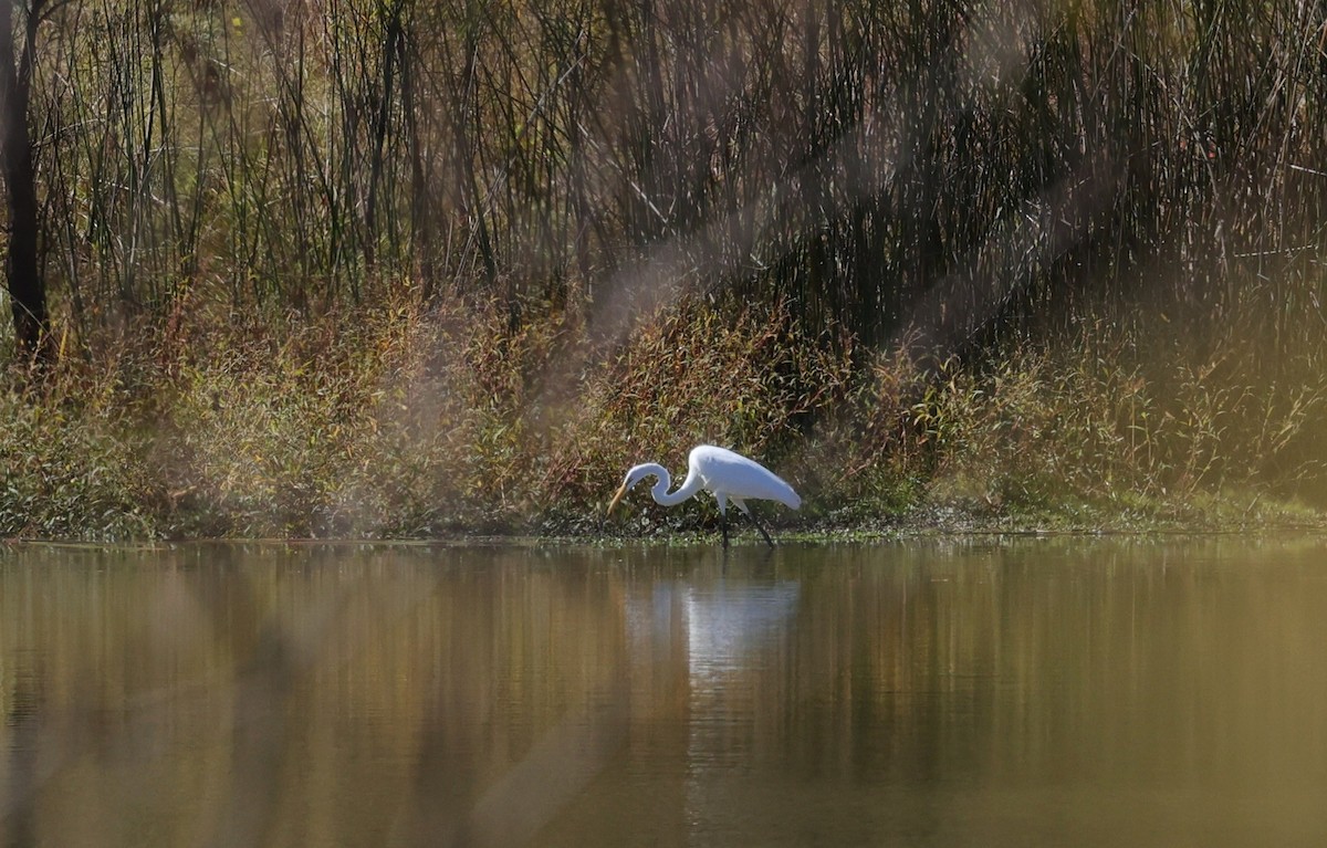 Koartza zuria - ML645093519